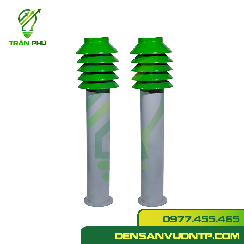 nấm cây thông a đèn trụ nấm cây thông